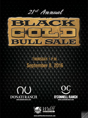 Black Gold Bull Sale